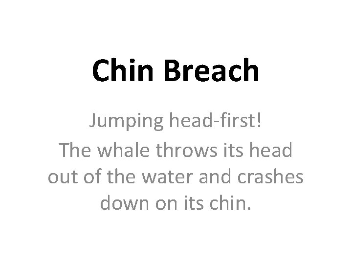 Chin Breach Jumping head-first! The whale throws its head out of the water and