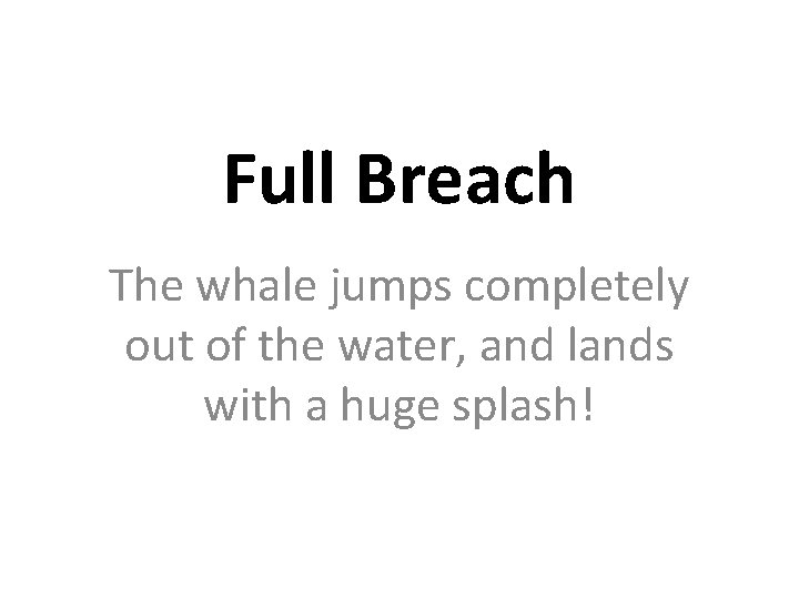 Full Breach The whale jumps completely out of the water, and lands with a