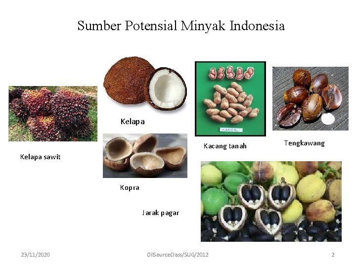 Sumber Potensial Minyak Indonesia Kelapa Kacang tanah Tengkawang Kelapa sawit Kopra Jarak pagar 23/11/2020