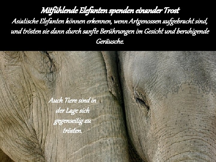 Mitfühlende Elefanten spenden einander Trost Asiatische Elefanten können erkennen, wenn Artgenossen aufgebracht sind, und