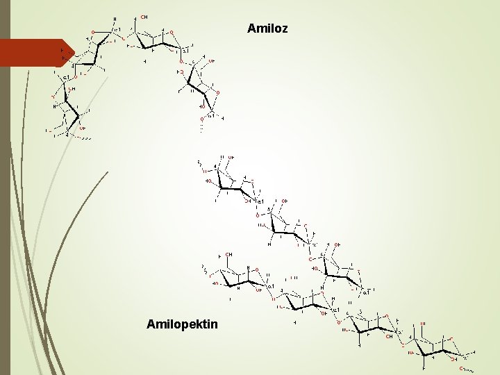 Amiloz Amilopektin 