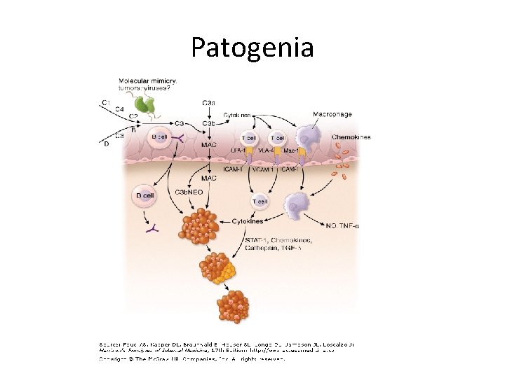 Patogenia Patogenia
