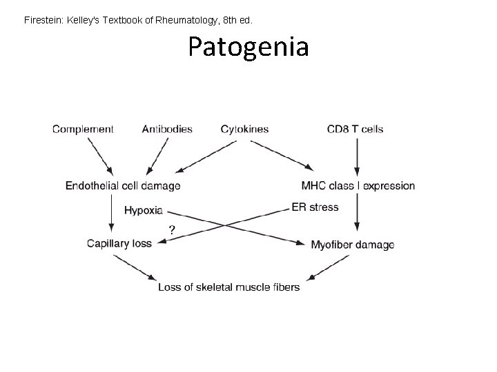 Firestein: Kelley's Textbook of Rheumatology, 8 th ed. Patogenia Firestein: Kelley's Textbook of Rheumatology, 8 th ed. Patogenia