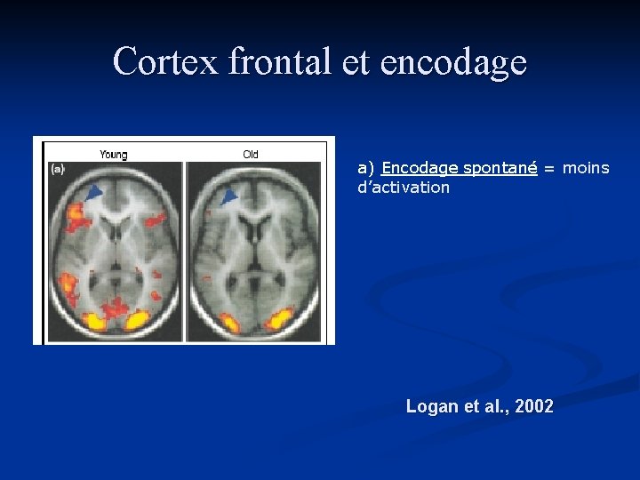 Cortex frontal et encodage a) Encodage spontané = moins d’activation Logan et al. , Cortex frontal et encodage a) Encodage spontané = moins d’activation Logan et al. ,