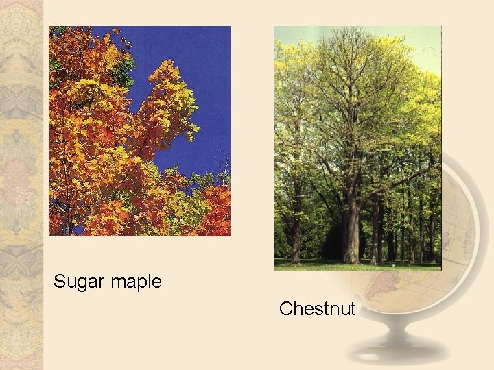 Sugar maple Chestnut 