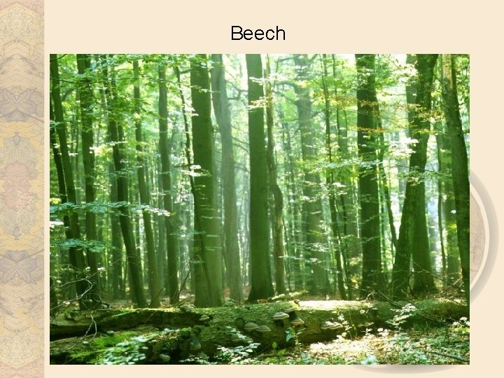 Beech 