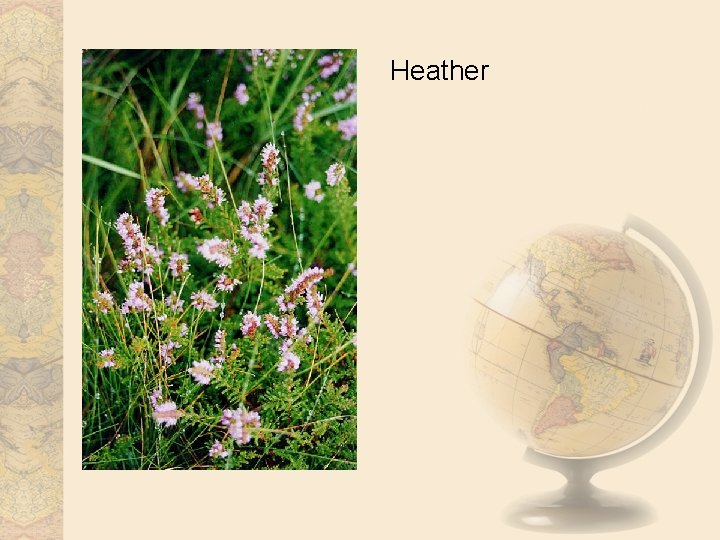 Heather 