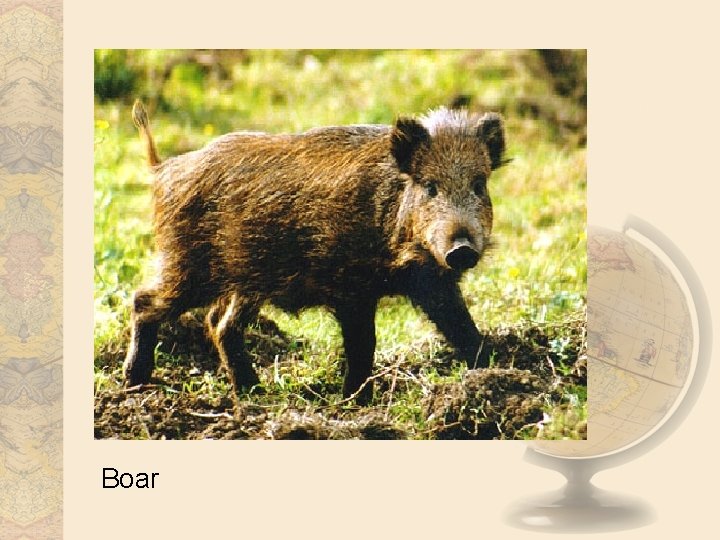 Boar 