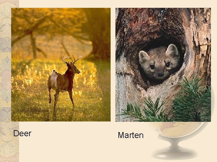 Deer Marten 