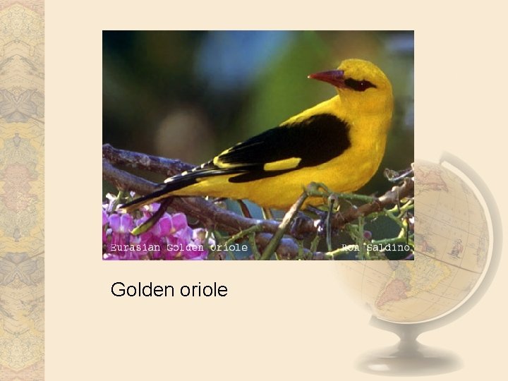Golden oriole 