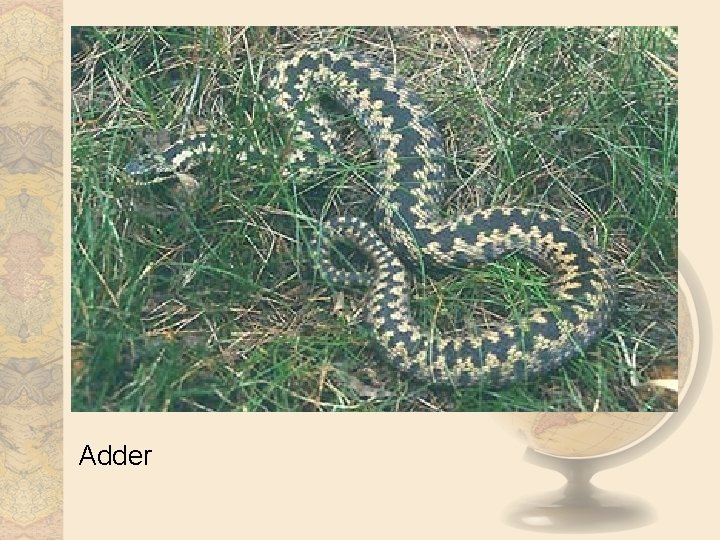 Adder 