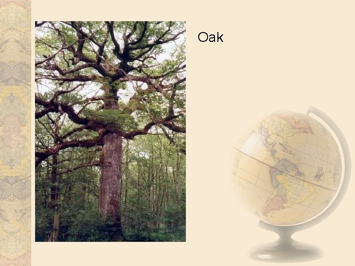 Oak 