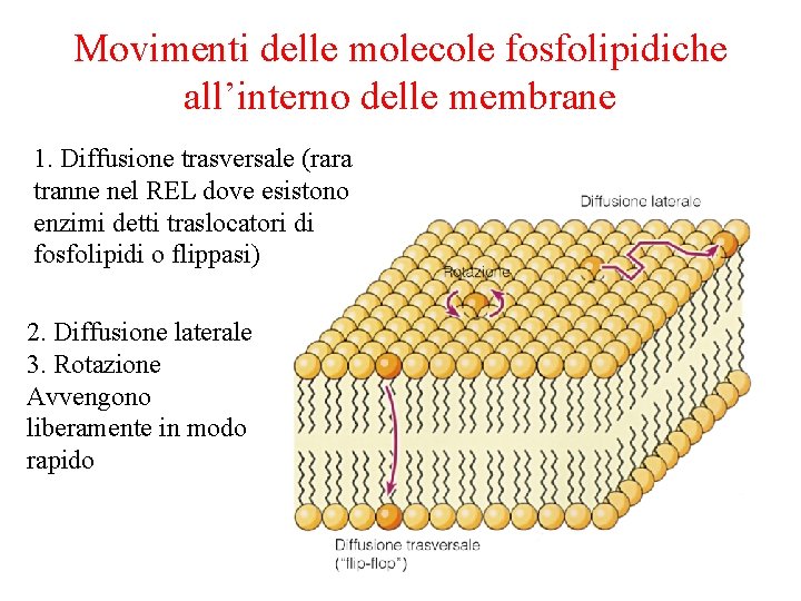 Movimenti delle molecole fosfolipidiche all’interno delle membrane 1. Diffusione trasversale (rara tranne nel REL