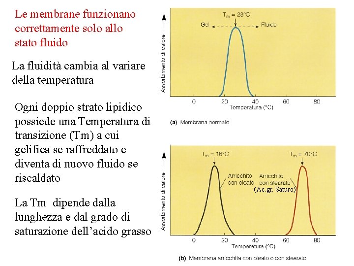 Le membrane funzionano correttamente solo allo stato fluido La fluidità cambia al variare della