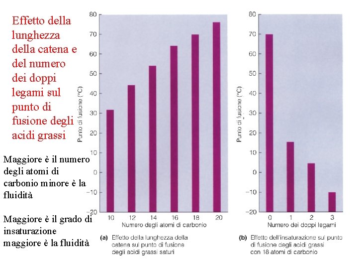 Effetto della lunghezza della catena e del numero dei doppi legami sul punto di