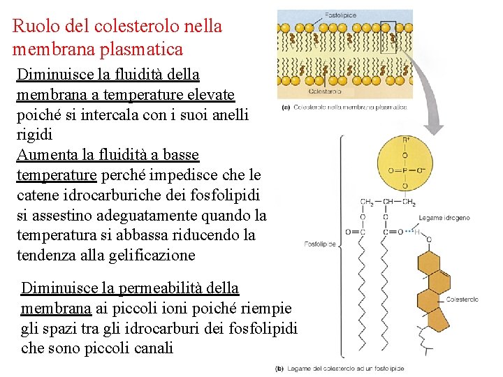 Ruolo del colesterolo nella membrana plasmatica Diminuisce la fluidità della membrana a temperature elevate