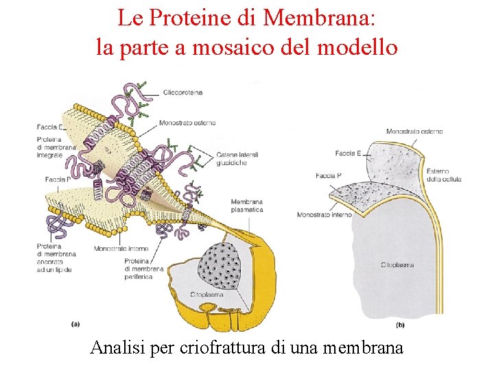 Le Proteine di Membrana: la parte a mosaico del modello Analisi per criofrattura di