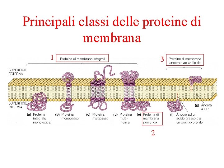Principali classi delle proteine di membrana 1 3 2 