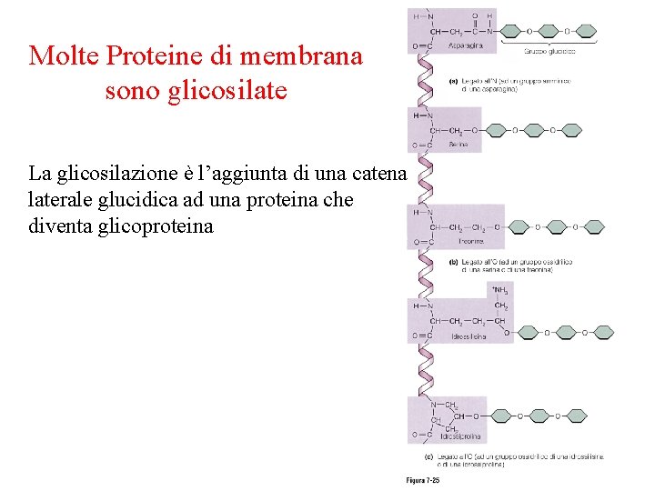 Molte Proteine di membrana sono glicosilate La glicosilazione è l’aggiunta di una catena laterale