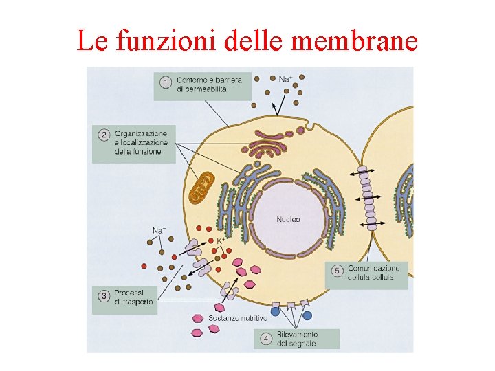 Le funzioni delle membrane 