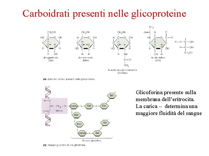 Carboidrati presenti nelle glicoproteine Glicoforina presente sulla membrana dell’eritrocita. La carica – determina una