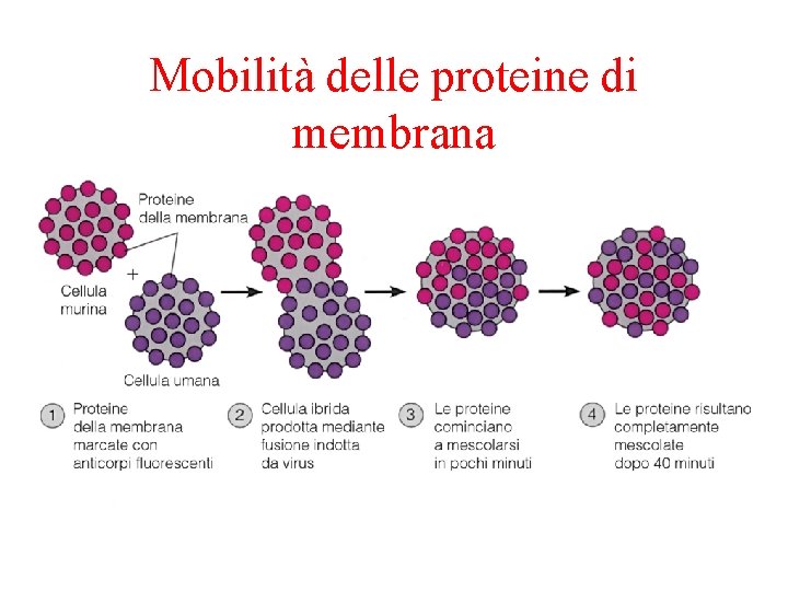Mobilità delle proteine di membrana 