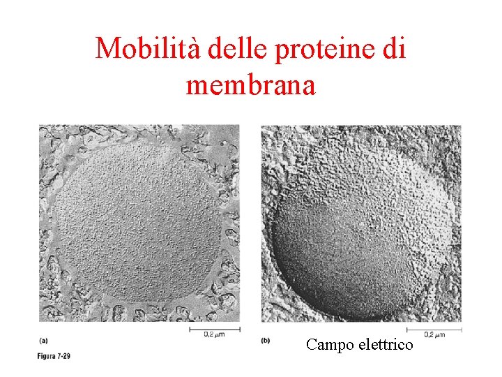 Mobilità delle proteine di membrana Campo elettrico 