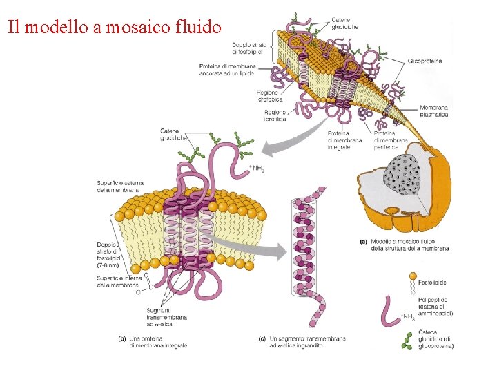 Il modello a mosaico fluido 