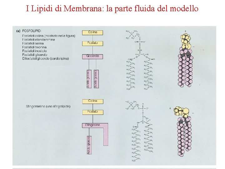 I Lipidi di Membrana: la parte fluida del modello 