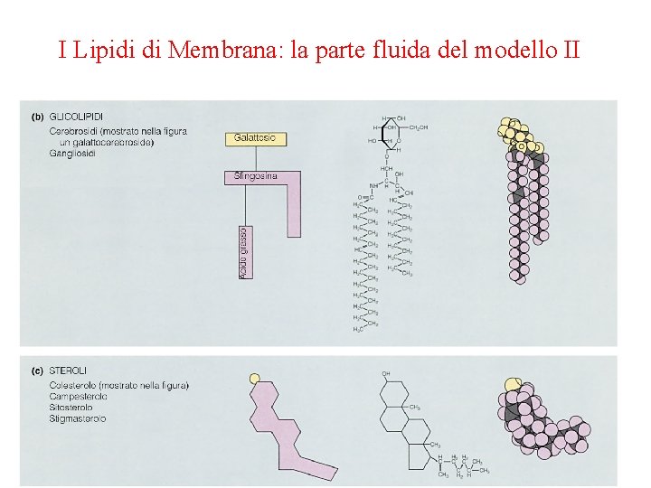 I Lipidi di Membrana: la parte fluida del modello II 