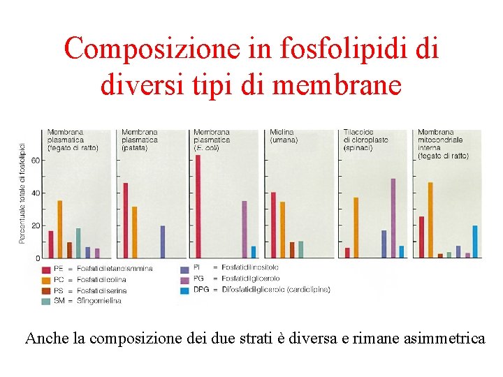 Composizione in fosfolipidi di diversi tipi di membrane Anche la composizione dei due strati