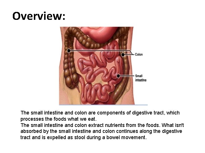 Overview: The small intestine and colon are components of digestive tract, which processes the