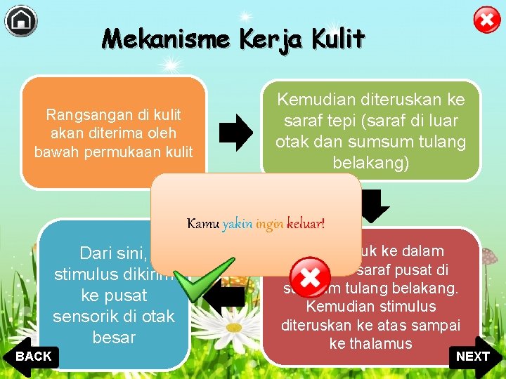 Mekanisme Kerja Kulit Rangsangan di kulit akan diterima oleh bawah permukaan kulit Kemudian diteruskan