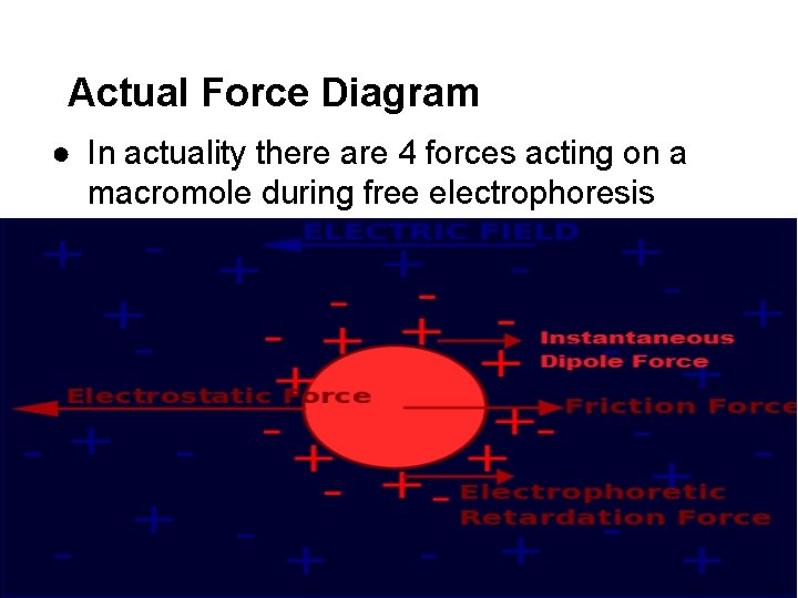 Actual Force Diagram ● In actuality there are 4 forces acting on a macromole