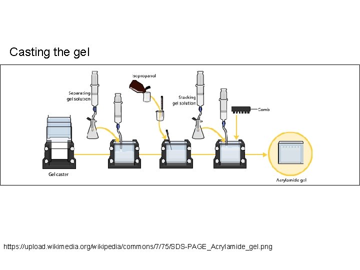 Casting the gel https: //upload. wikimedia. org/wikipedia/commons/7/75/SDS-PAGE_Acrylamide_gel. png 