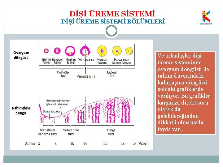 DİŞİ ÜREME SİSTEMİ BÖLÜMLERİ Ve arkadaşlar dişi üreme sisteminde ovaryum döngüsü ile rahim duvarındaki
