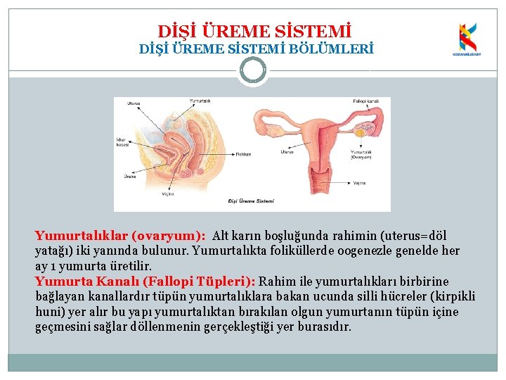 DİŞİ ÜREME SİSTEMİ BÖLÜMLERİ Yumurtalıklar (ovaryum): Alt karın boşluğunda rahimin (uterus=döl yatağı) iki yanında