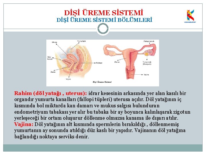 DİŞİ ÜREME SİSTEMİ BÖLÜMLERİ Rahim (döl yatağı , uterus): idrar kesesinin arkasında yer alan