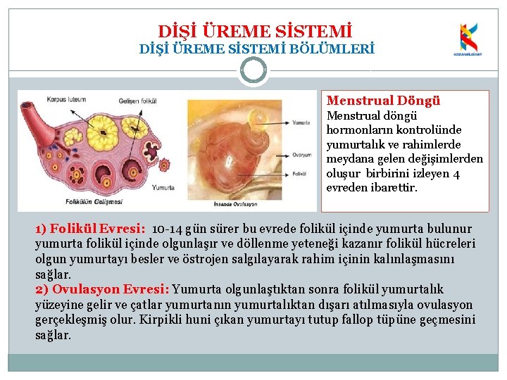 DİŞİ ÜREME SİSTEMİ BÖLÜMLERİ Menstrual Döngü Menstrual döngü hormonların kontrolünde yumurtalık ve rahimlerde meydana