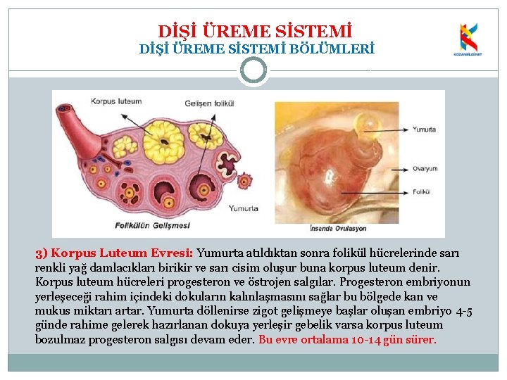 DİŞİ ÜREME SİSTEMİ BÖLÜMLERİ 3) Korpus Luteum Evresi: Yumurta atıldıktan sonra folikül hücrelerinde sarı