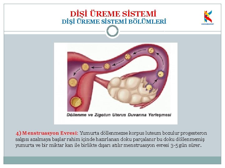 DİŞİ ÜREME SİSTEMİ BÖLÜMLERİ 4) Menstruasyon Evresi: Yumurta döllenmezse korpus luteum bozulur progesteron salgısı
