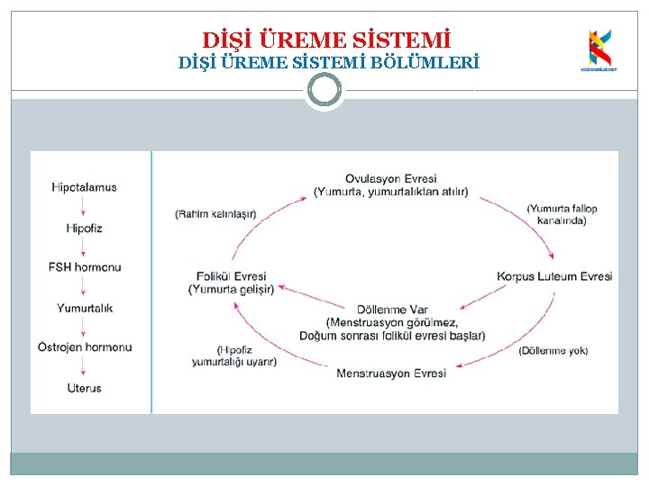 DİŞİ ÜREME SİSTEMİ BÖLÜMLERİ 
