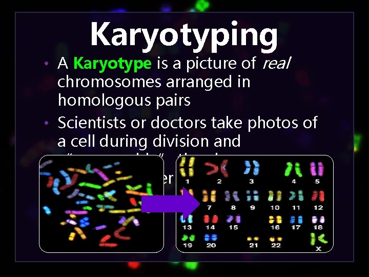 Karyotyping • A Karyotype is a picture of real chromosomes arranged in homologous pairs