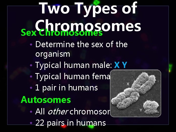 Two Types of Chromosomes Sex Chromosomes • Determine the sex of the organism •