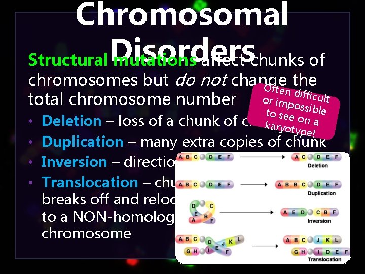 Chromosomal Structural Disorders mutations affect chunks of chromosomes but do not change the Often