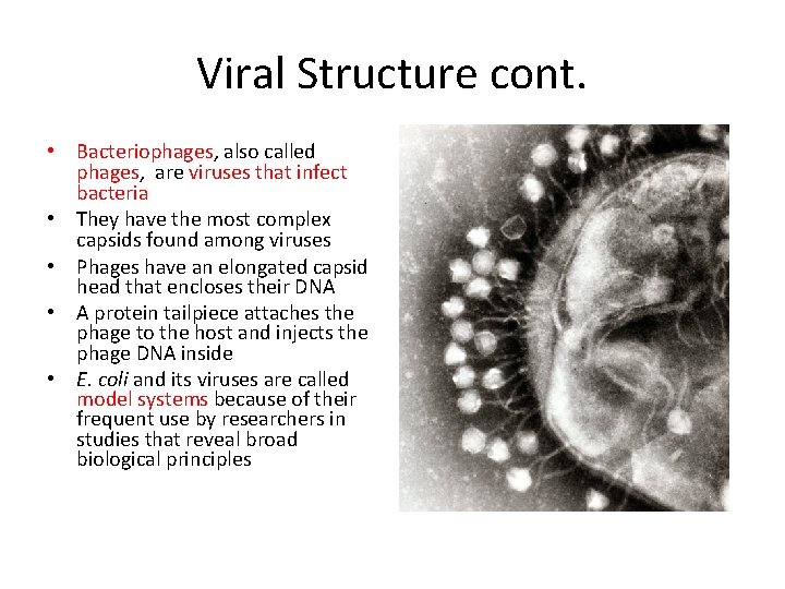 Viral Structure cont. • Bacteriophages, also called phages, are viruses that infect bacteria •