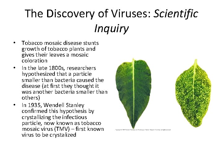 The Discovery of Viruses: Scientific Inquiry • Tobacco mosaic disease stunts growth of tobacco