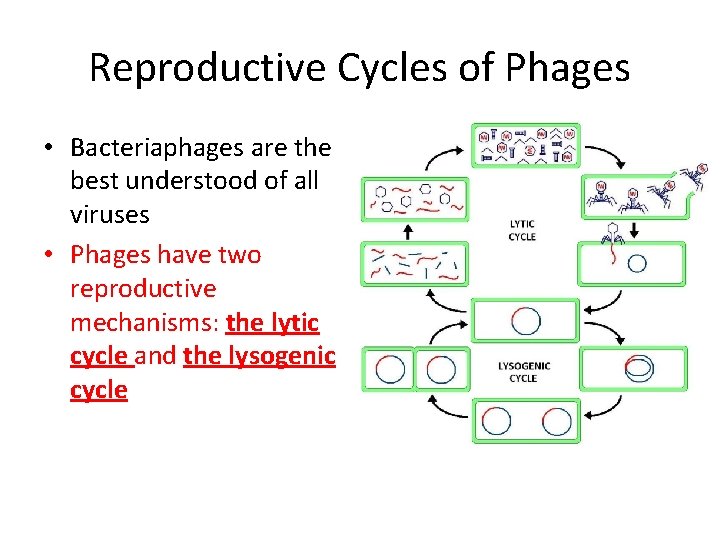 Reproductive Cycles of Phages • Bacteriaphages are the best understood of all viruses •