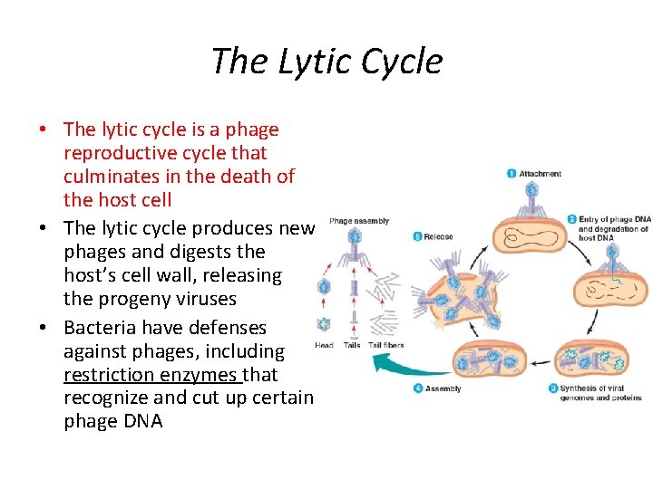 The Lytic Cycle • The lytic cycle is a phage reproductive cycle that culminates