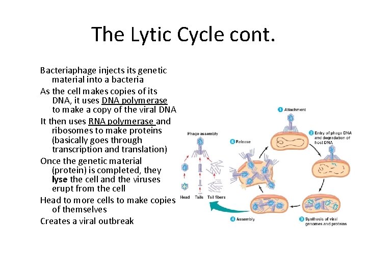 The Lytic Cycle cont. Bacteriaphage injects its genetic material into a bacteria As the